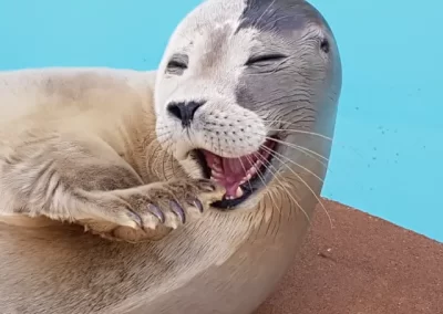 Skegness Sealsanctury